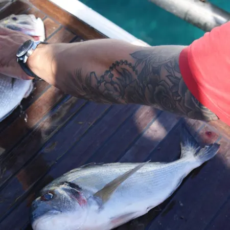 Anima Maris Yacht * 우마그